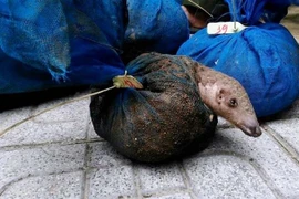 (Ảnh minh họa: Trịnh Duy Hưng/TTXVN)