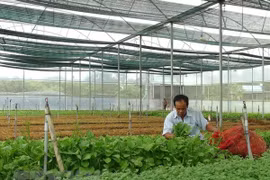 Sản xuất rau sạch trong nhà kính tại khu nông nghiệp công nghệ cao ở thị xã Ninh Hòa, Khánh Hòa. (Ảnh minh họa: Nguyên Lý/TTXVN)