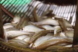 Cá linh mùa nước nổi - "món quà" cho người dân miền Tây
