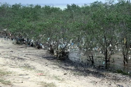 Khi nước rút, rác mắc kẹt lại trên cây bần, để lại cảnh tượng ngổn ngang rác bám trên cánh rừng nguyên sinh ven đê sông Lam đoạn qua xã Nghi Xuân, huyện Nghi Lộc (Nghệ An). (Ảnh: Tá Chuyên/TTXVN)