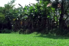 (Ảnh minh họa: Đỗ Trưởng/TTXVN)