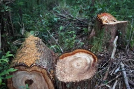 (Ảnh minh họa: Trần Lê Lâm/ TTXVN)