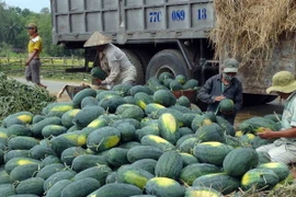 (Ảnh minh họa: Đỗ Trưởng/TTXVN)