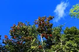 Cây phong lá đỏ nằm trong khu rừng trên đường lên cột mốc số 0. (Ảnh: Phan Tuấn Anh/TTXVN)