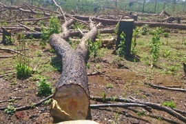 (Ảnh minh họa: Nguyễn Dũng/TTXVN)