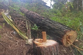 (Ảnh minh họa: Nguyễn Dũng/TTXVN)