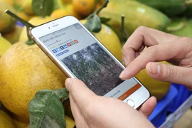 Người tiêu dùng truy xuất nguồn gốc của Bưởi Đông Cao trồng tại huyện Đông Anh. (Ảnh: Nguyễn Hạnh/Vietnam+)