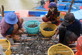 Thu hoạch tôm càng xanh ở xã Vĩnh Hòa, huyện U Minh Thượng. (Ảnh: Lê Huy Hải/TTXVN)