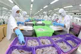 Chế biến sản phẩm tôm phục vụ xuất khẩu. (Ảnh: Huy Hùng/TTXVN)