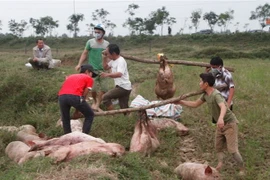 Lợn được tập kết trước khi cho xuống hố chôn, tiêu hủy. (Ảnh: Phan Quân/TTXVN)
