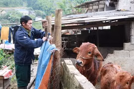 Nông dân xã Quảng Lạc, thành phố Lạng Sơn (Lạng Sơn) chắn gió lùa vào chuồng nuôi gia súc. (Ảnh: Quang Duy/TTXVN)