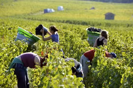 Nông dân Pháp. (Nguồn: Vinexpo-newsroom)