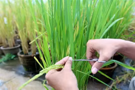 Ảnh minh họa. (Nguồn: TTXVN)