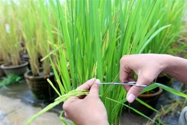 Ảnh minh họa. (Nguồn: TTXVN)