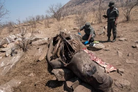 [Mega Story] Tiếng kêu cứu thảm thiết của các loài động vật hoang dã