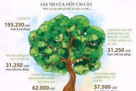 Bạn biết gì về giá trị của một cây xanh 50 tuổi?