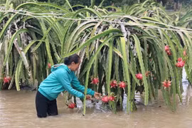 Người dân rửa thanh long do bị bùn đất bám vào do ngập nước. (Ảnh: Nguyễn Thanh/TTXVN)