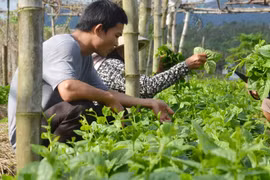 Ảnh minh họa. (Nguồn: TTXVN)