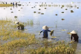 (Ảnh minh họa. Duy Khương/TTXVN)