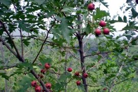 Ăn nhầm quả dại, 3 trẻ nhỏ ở Cao Bằng tử vong