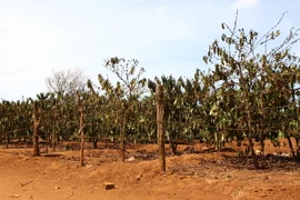 Lâm Đồng: Toàn bộ 60 nghìn ha càphê bị thiệt hại do hạn hán 