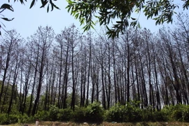 Rừng thông của người dân xã Cam Tuyền, huyện Cam Lộ đã bị chết. (Ảnh: Hồ Cầu/TTXVN)