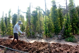 Mưa trên diện rộng cứu sống hàng vạn ha cây trồng ở Đắk Lắk 