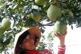 Bưởi Năm roi tạo hình được đặt mua với giá 500.000 đồng/trái 