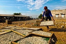 Cá cơm được đem phơi nắng 4-5 tiếng, sau đó được nhặt, loại bỏ cá tạp trước khi cân và đóng thùng. (Ảnh: Trọng Đạt/TTXVN)