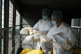 Trung Quốc phát hiện ca nhiễm H7N9 đầu tiên trong năm 2015 