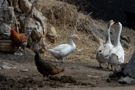 Phát hiện ổ dịch cúm gia cầm H5N1 mới ở phía Bắc Israel