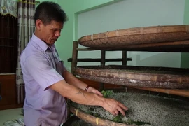 Nuôi tằm là một công việc đòi hỏi sự tỷ mỷ. (Ảnh: Thanh Thương/TTXVN)