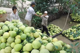 Giá bưởi da xanh ở Tiền Giang tăng mạnh, nhà vườn lãi cao 