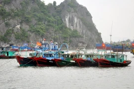 Các tàu được neo đậu sát nhau để chống bão tại khu vực cột 5, thành phố Hạ Long. (Ảnh: Nguyễn Hoàng/TTXVN)