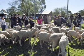 Du lịch trang trại là một trong những hình thức thu hút khách quốc tế của Australia. (Ảnh: Quang Minh/Vietnam+)