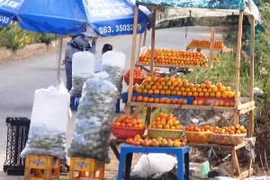 "Đau đầu" tìm đầu ra cho đặc sản quả hồng Đà Lạt