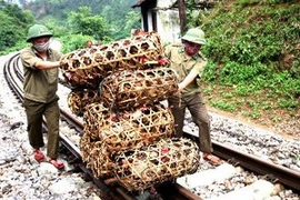 Lực lượng biên phòng bắt giữ gia cầm nhập lậu. (Ảnh: Đình Huệ/TTXVN)