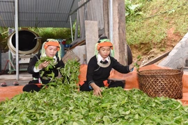 Người Dao xã Cao Bồ (Vị Xuyên, Hà Giang) tìm được hướng thoát nghèo từ cây chè cổ thụ. (Ảnh: Thang Giang/Vietnam+) 