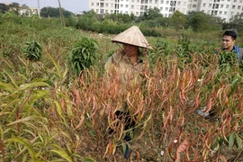 Bà Tuyết xót xa khi vườn đào sắp vào thời điểm đem bán lại bắt đầu cháy lá, héo khô. (Ảnh: Sơn Bách/Vietnam+) 