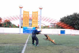 Trong trường hợp để chó thả rông cắn người gây ảnh hưởng lớn đến sức khỏe và tính mạng của nạn nhân, chủ nuôi có thể phải đối mặt với mức phạt lên tới 5 năm tù giam (Ảnh minh họa. Nguồn: Minh Sơn/Vietnam+) 