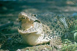 Thụy Điển giúp Cuba bảo tồn loài cá sấu có nguy cơ tuyệt chủng