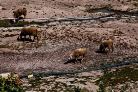Những cánh đồng cỏ ở huyện Ninh Hải bị khô cạn vì hạn hán kéo dài. Đàn cừu nơi đây cũng trở nên xơ xác vì thiếu nước. (Ảnh: Trọng Đạt/TTXVN)
