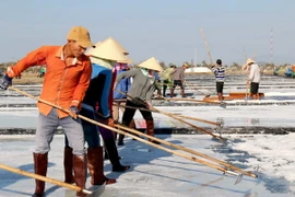 [Photo] Diêm dân Bình Thuận vào cao điểm thu hoạch vụ muối chính