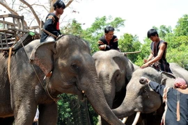 [Video] Bản Đôn - Địa danh du lịch nổi tiếng nhất của tỉnh Đắk Lắk
