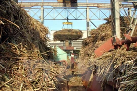 Những khó khăn gây thiệt hại cho ngành mía đường Trung Quốc 