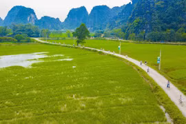 Du khách nước ngoài đạp xe ngắm cảnh trên cánh đồng lúa xanh ngát. (Ảnh: Minh Đức/TTXVN)
