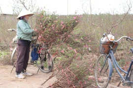 Nhà vườn trồng hoa cắt cành mang ra chợ bán. (Ảnh: Đỗ Phương Anh/TTXVN)