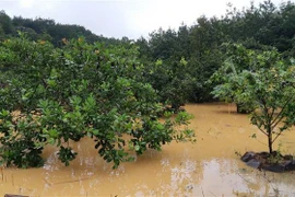 Nước lũ gây thiệt hại nặng nề các xã Đoàn Kết, thị trấn Đức Phong, xã Thọ Sơn, huyện Bù Đăng, tỉnh Bình Phước. (Ảnh: TTXVN)