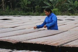 Bà Vũ Thị Chín, thôn 6, xã Giới Phiên, thành phố Yên Bái đang phơi miến phục vụ thị trường Tết. (Ảnh: Đinh Thùy/TTXVN)