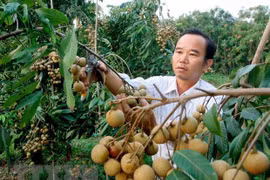 Ảnh minh họa. (Nguồn: TTXVN)